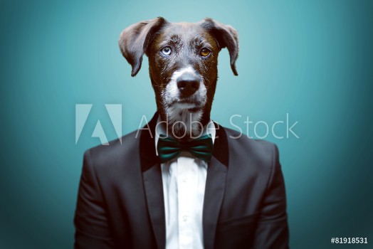 Picture of Dressy Dog